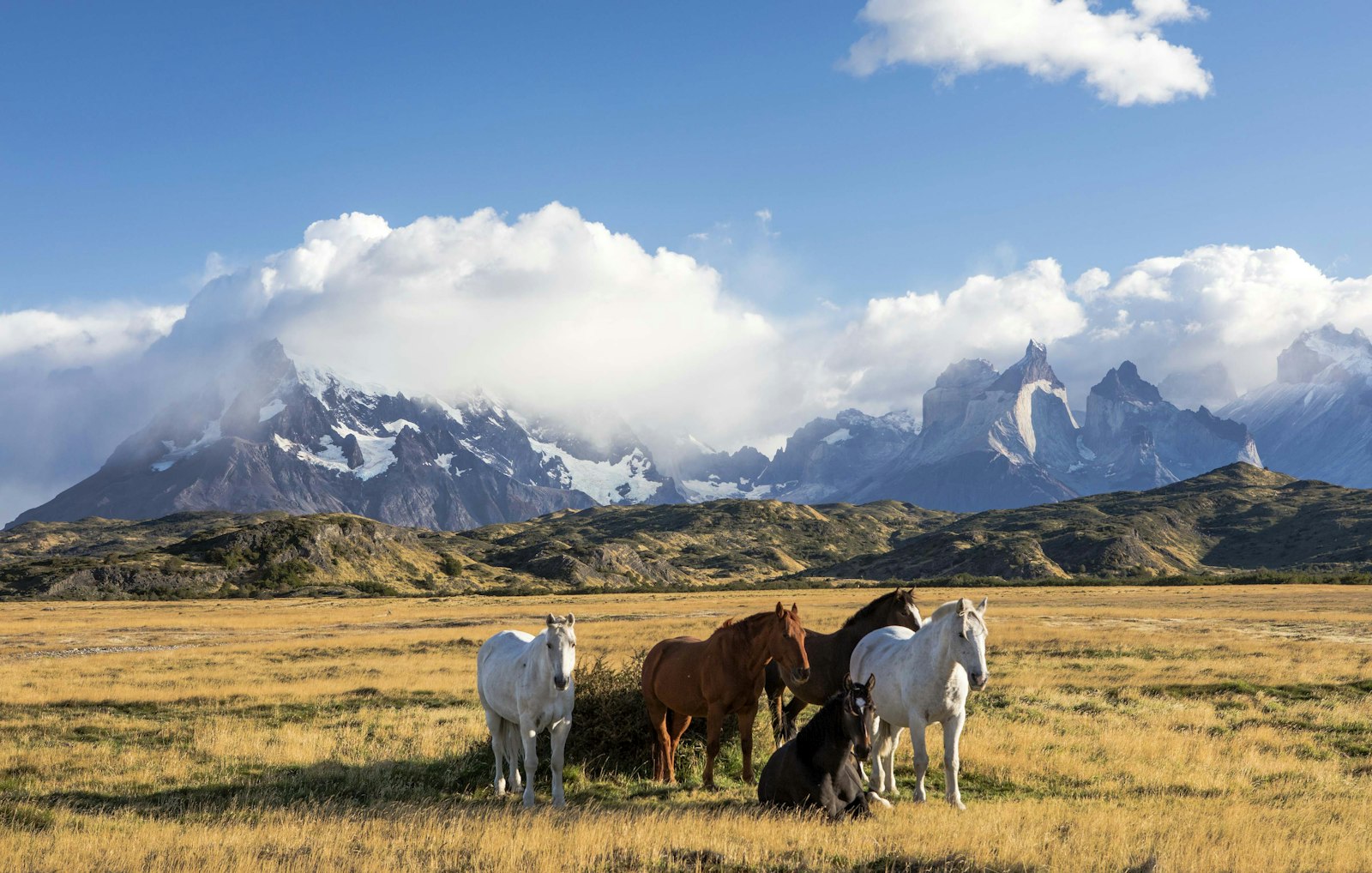 Horses on open green fields with distant mountains